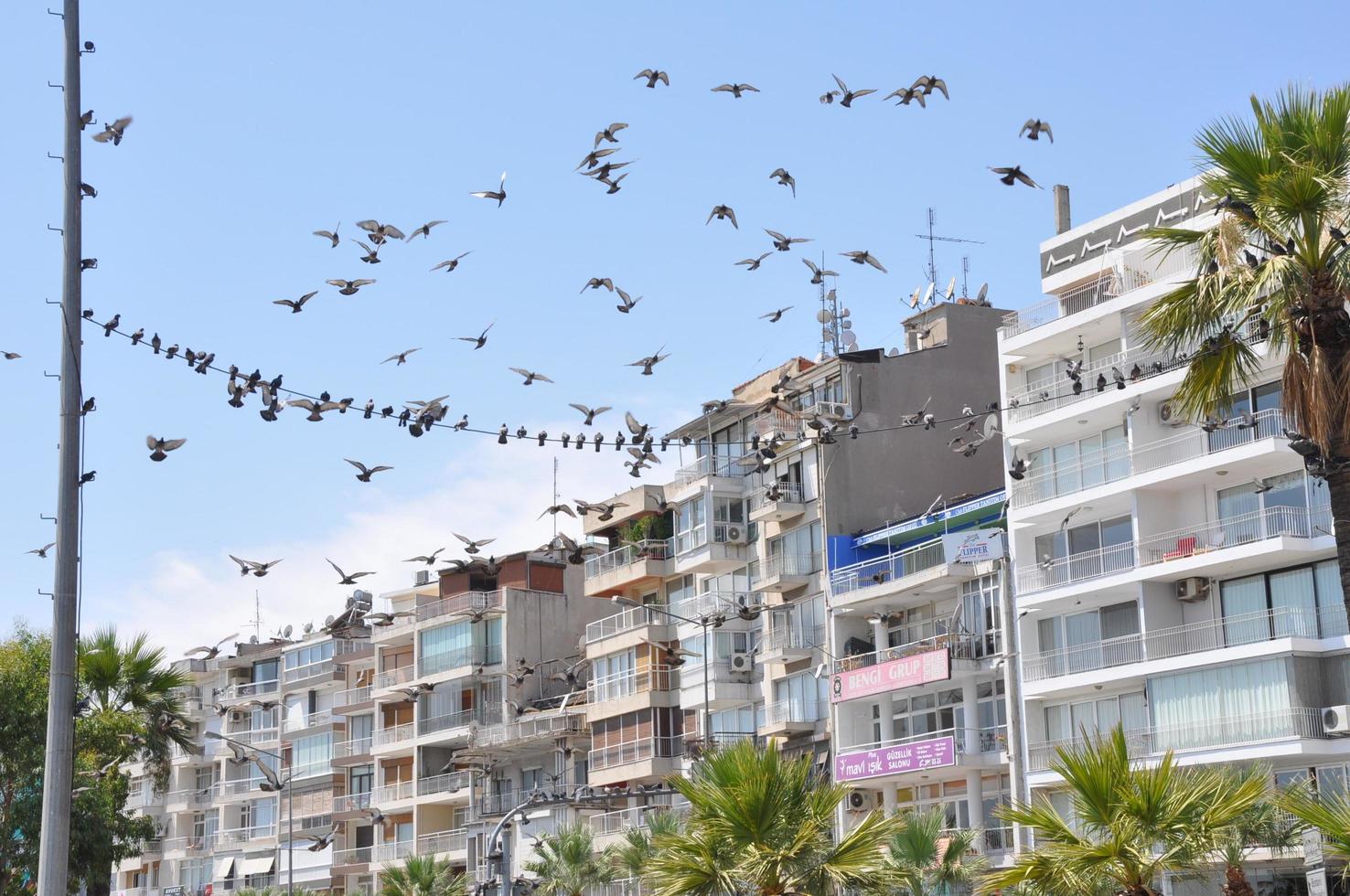 Pigeons on the Ground and in the Air photo