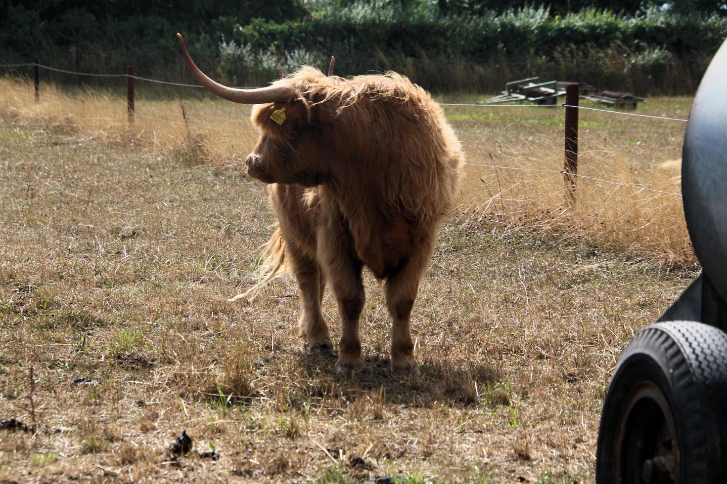 un ver de un tierras altas vaca foto