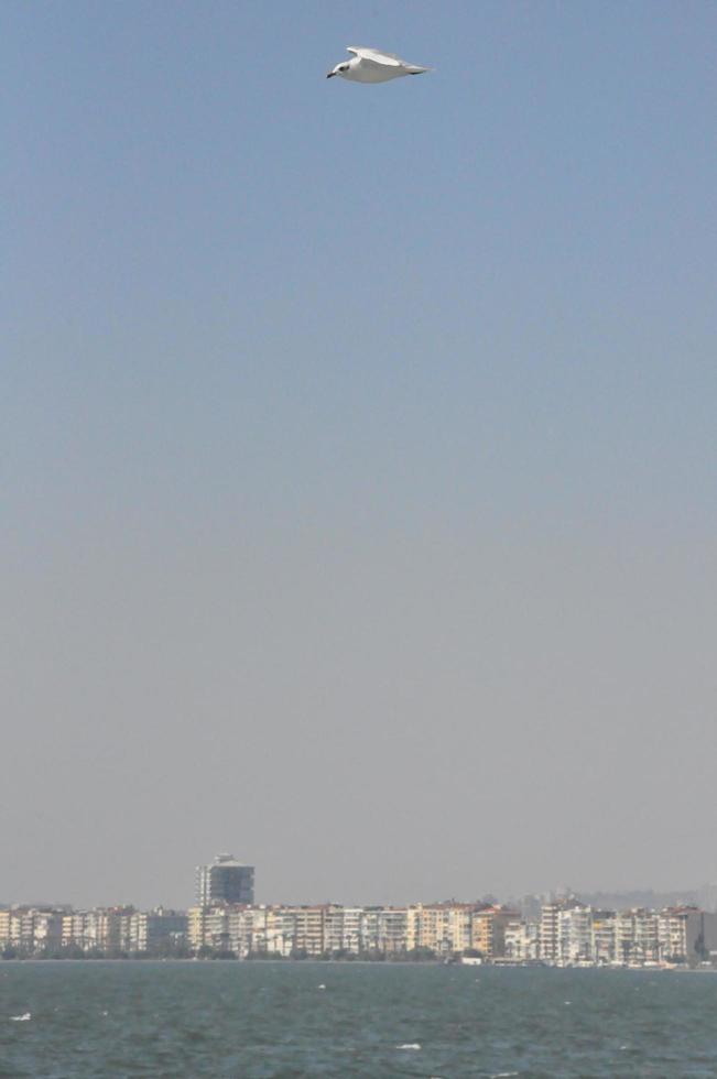 gaviotas en el mar izmir foto