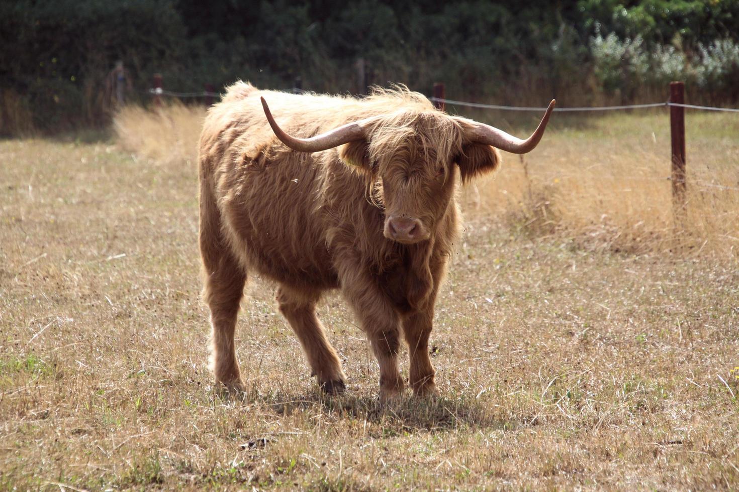 A view of a Highland Cow photo