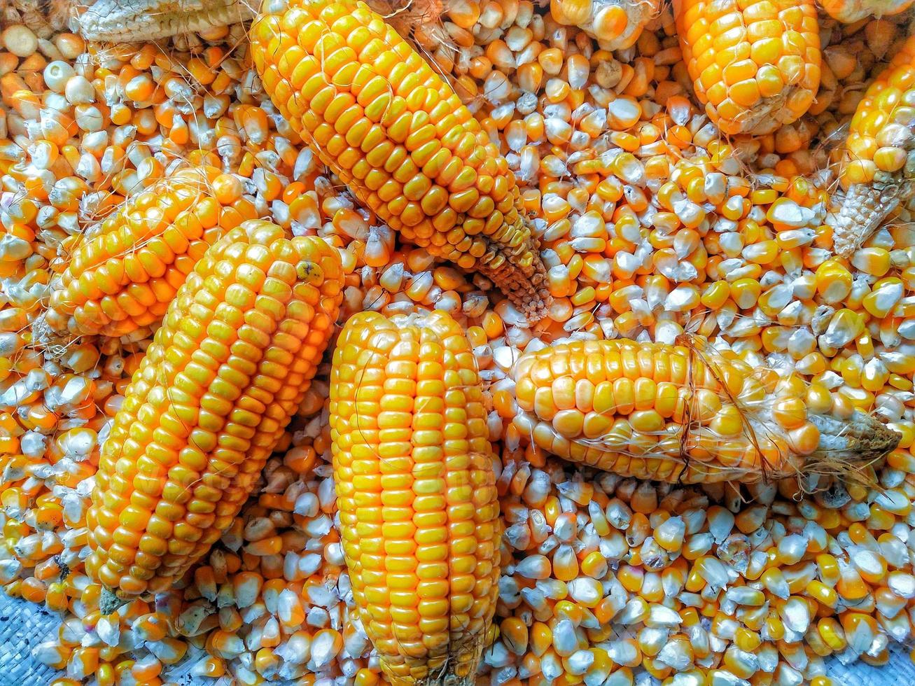 Corn that has been harvested and some of it has been slipped photo