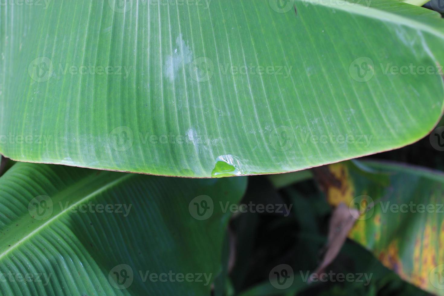 Photo of fresh green banana tree leaves in the morning