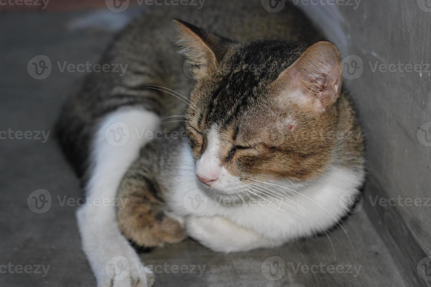 pose of a cat sitting relaxed photo