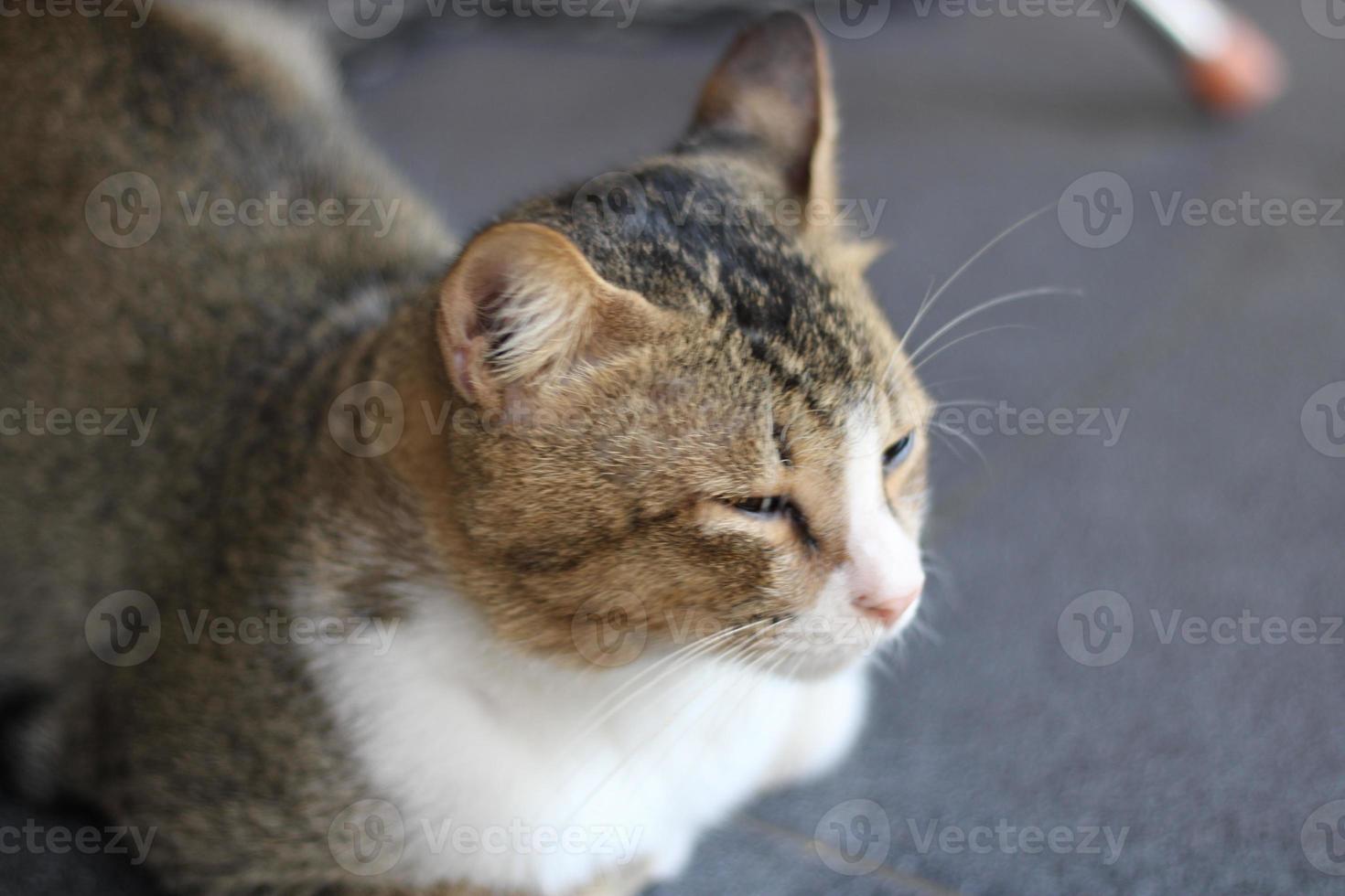 photo of a cat resting relaxed