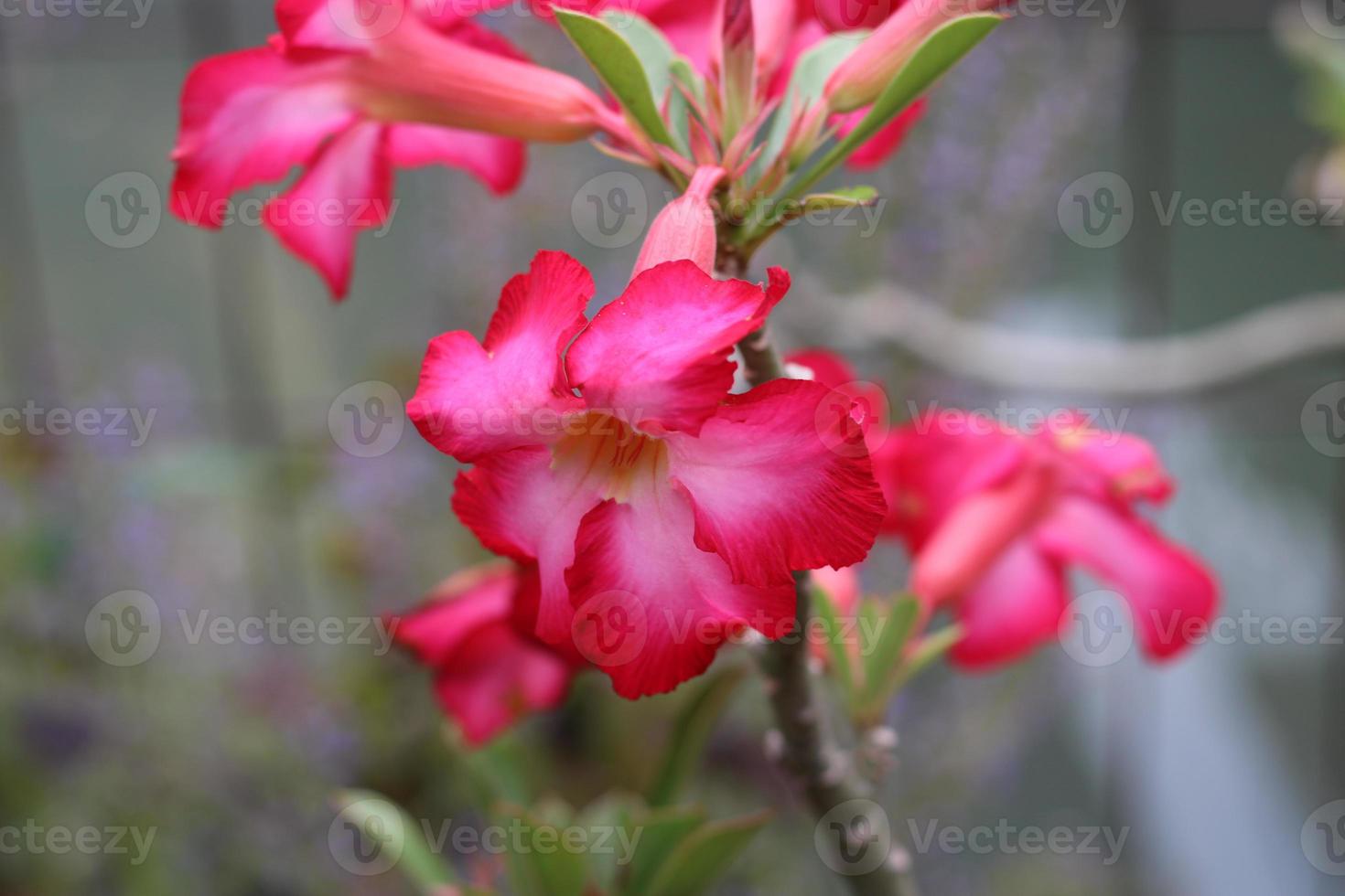 Photo of Blushing Red Flowers In The Garden red 22963216 Stock Photo at