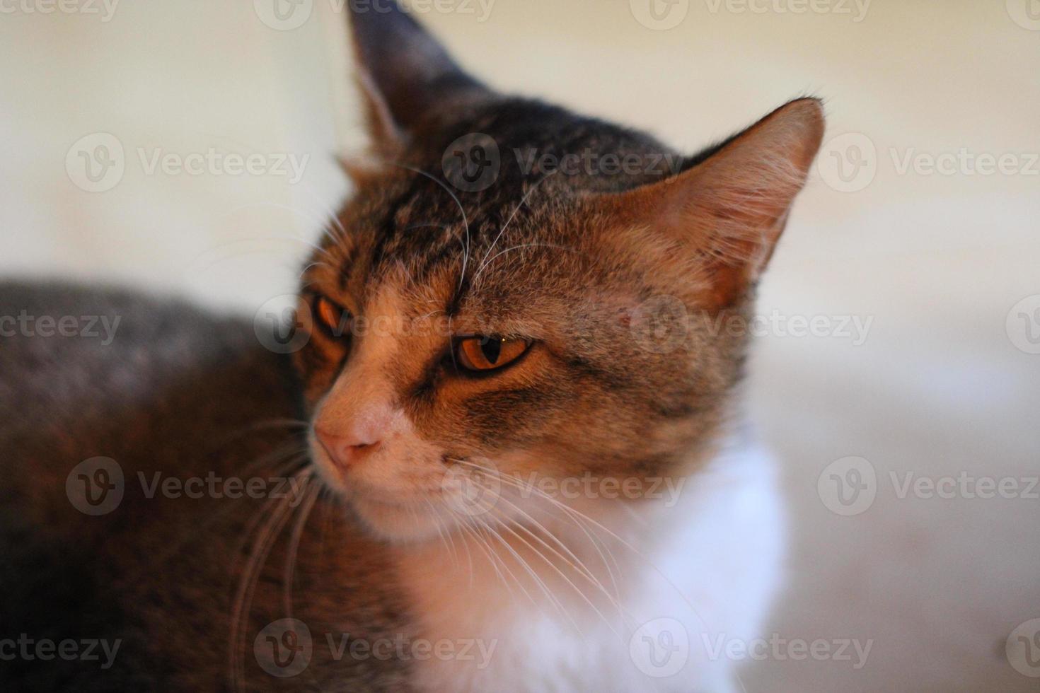 foto de un gato descansando relajado