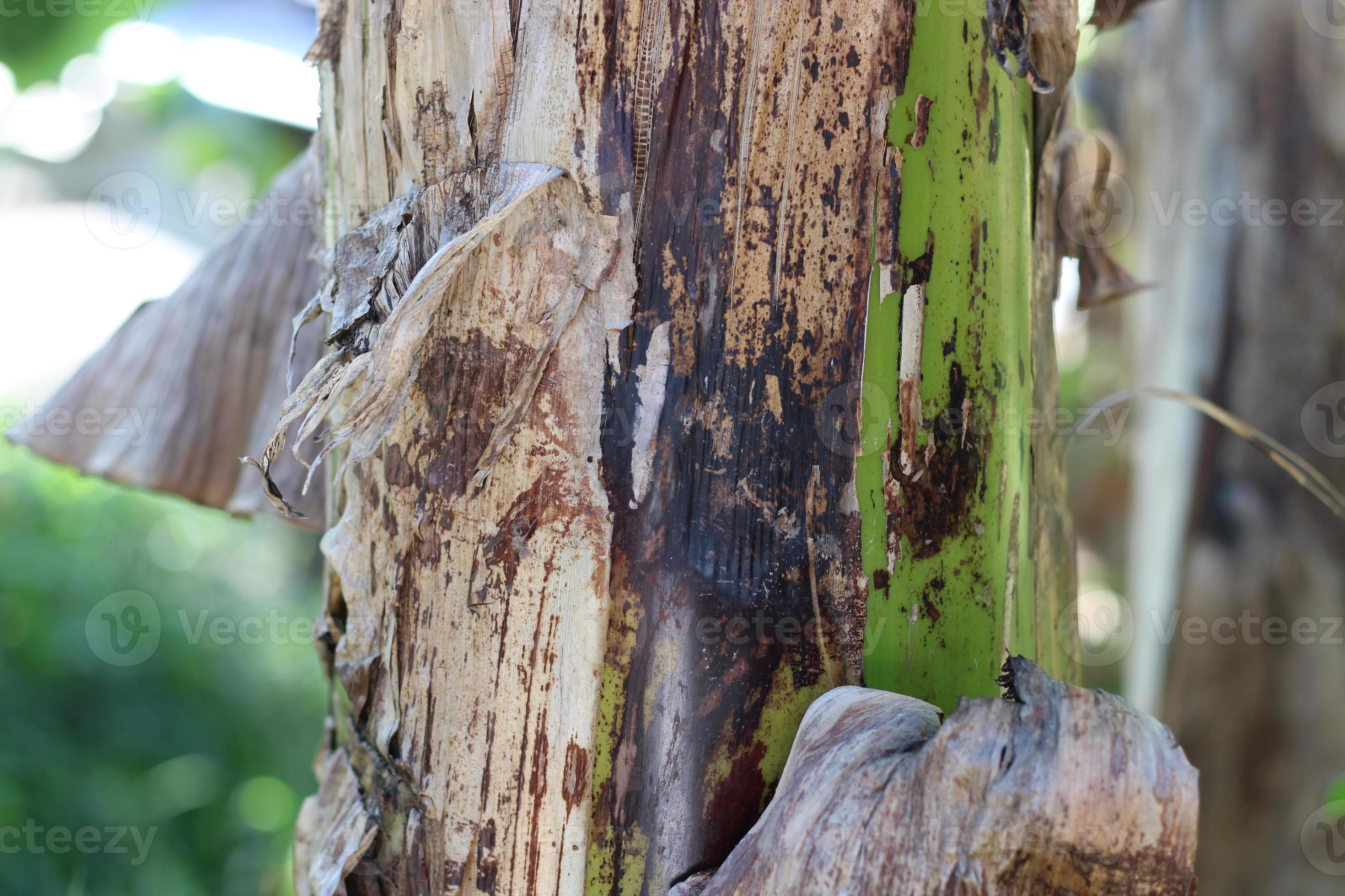 texture photo of a banana tree trunk 22963235 Stock Photo at Vecteezy