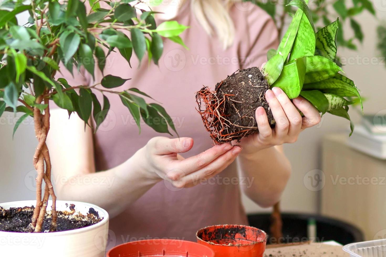 Female hands transplant plants into a new pot. sansevieria photo