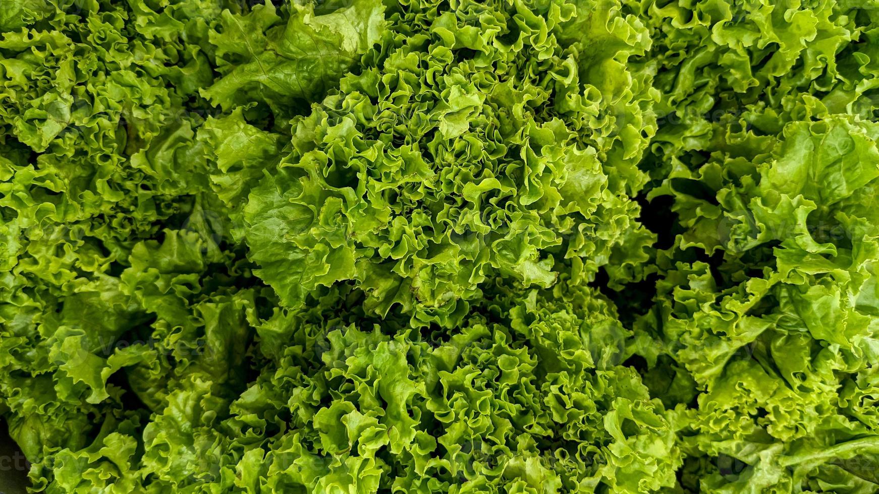 top view of lettuce texture, vegetable background concept photo