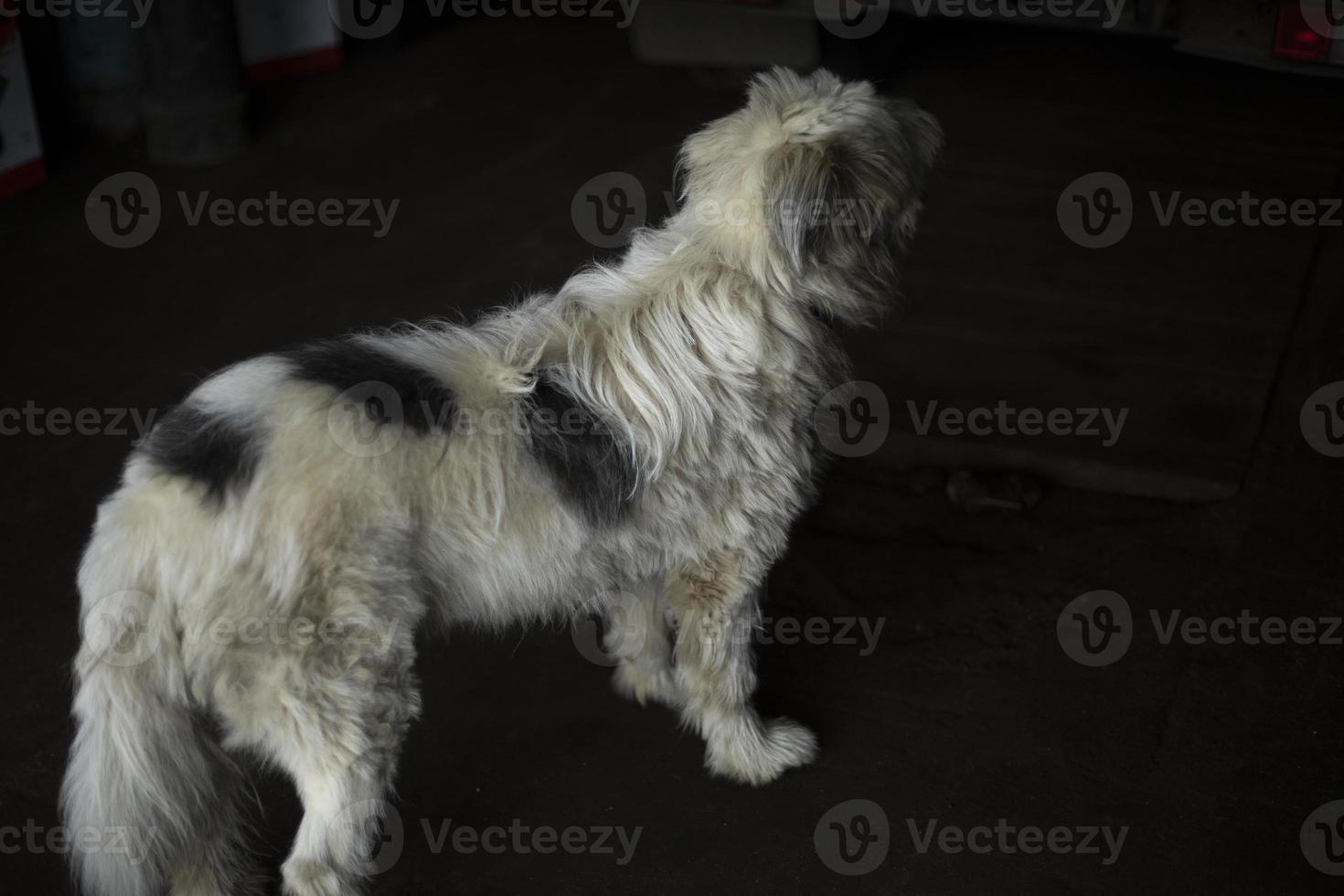 Dog with white coat. Dog stands on black background. Animal is waiting for food. photo