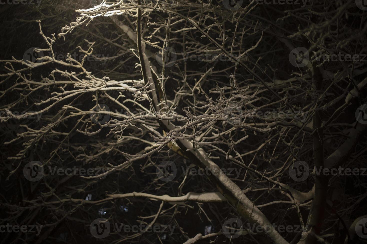 Snow on trees in dark. Snowy weather in evening. photo