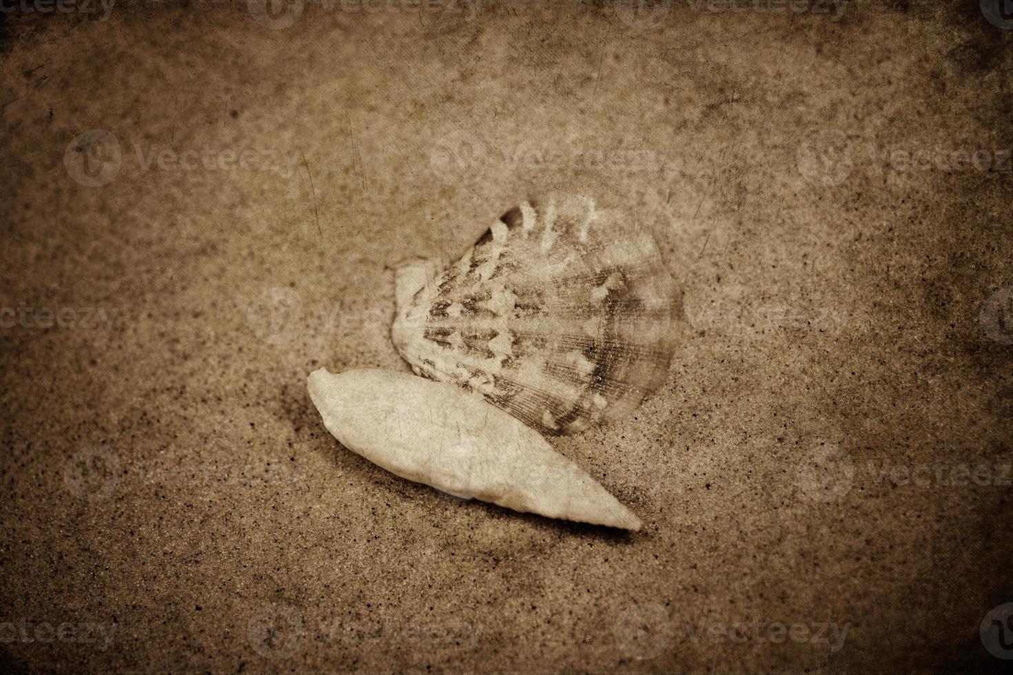 shell sand background photo