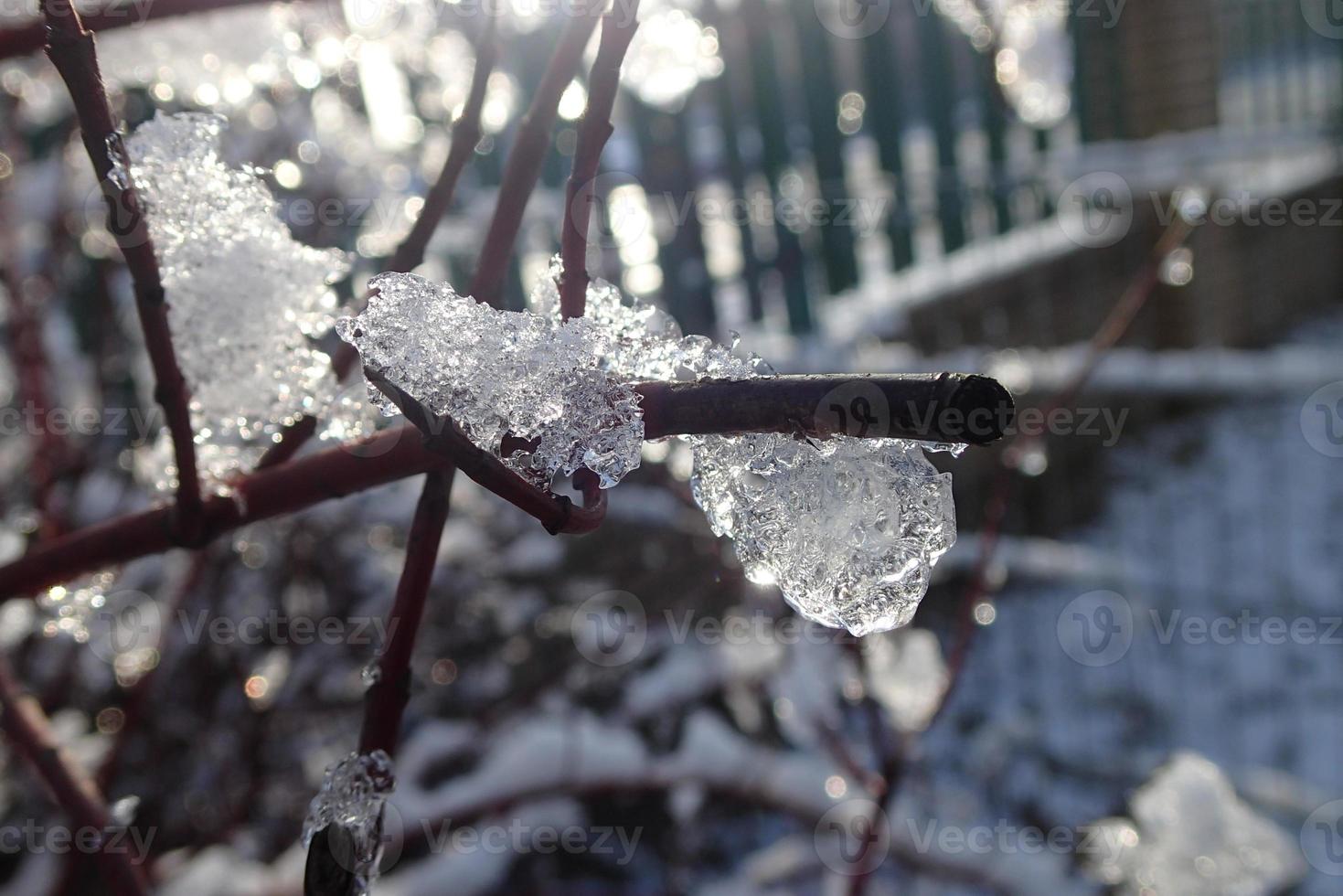 plant decorated with shapes frozen by snow and rain and cold sun of winter day photo