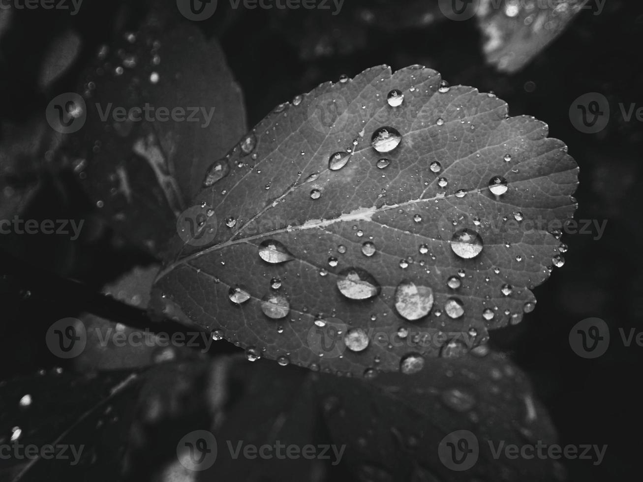 hermosa verano planta con gotas de lluvia en el hojas monocromo foto