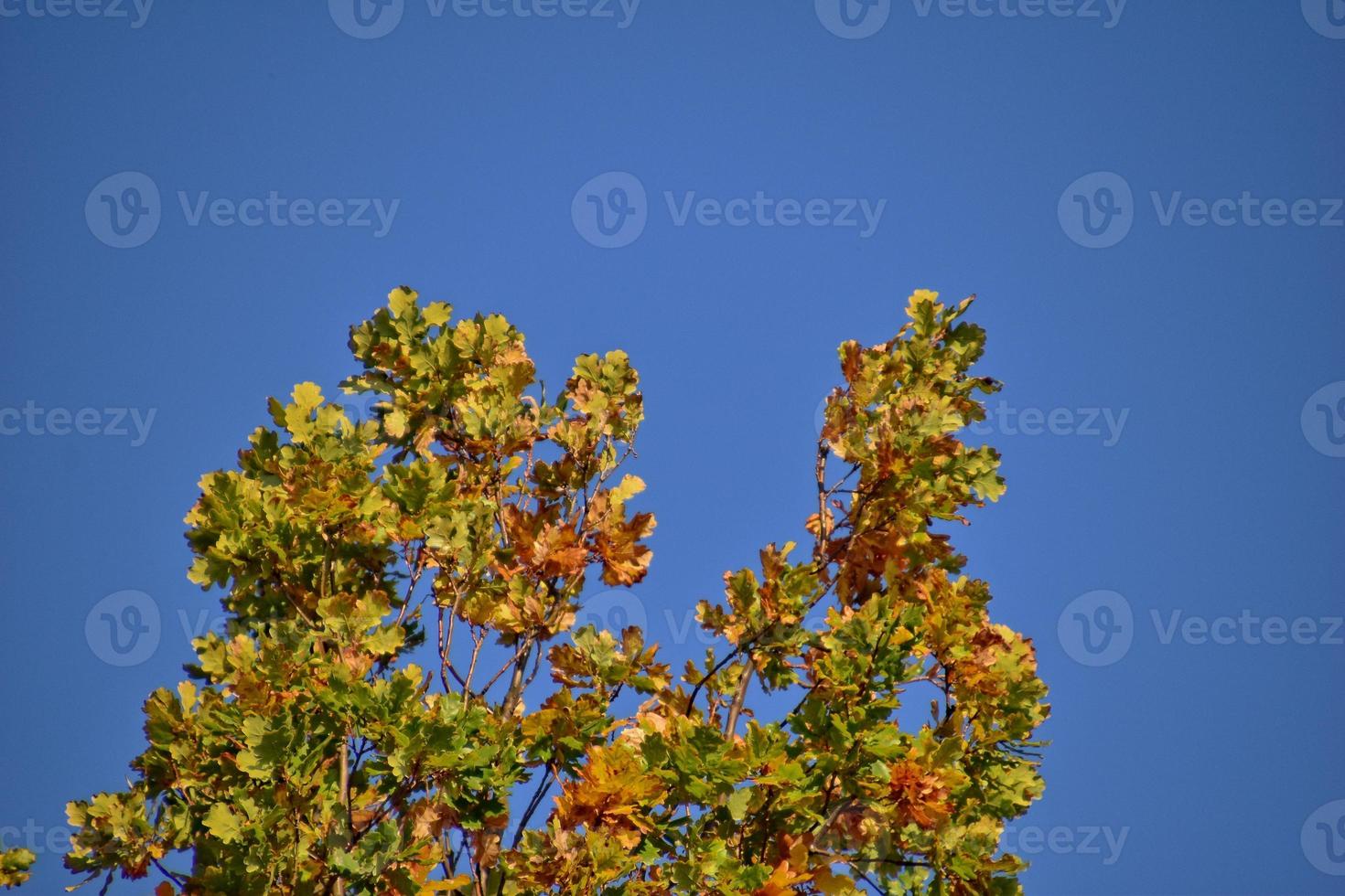 red autumn background of oak leaves on a blue sky background photo