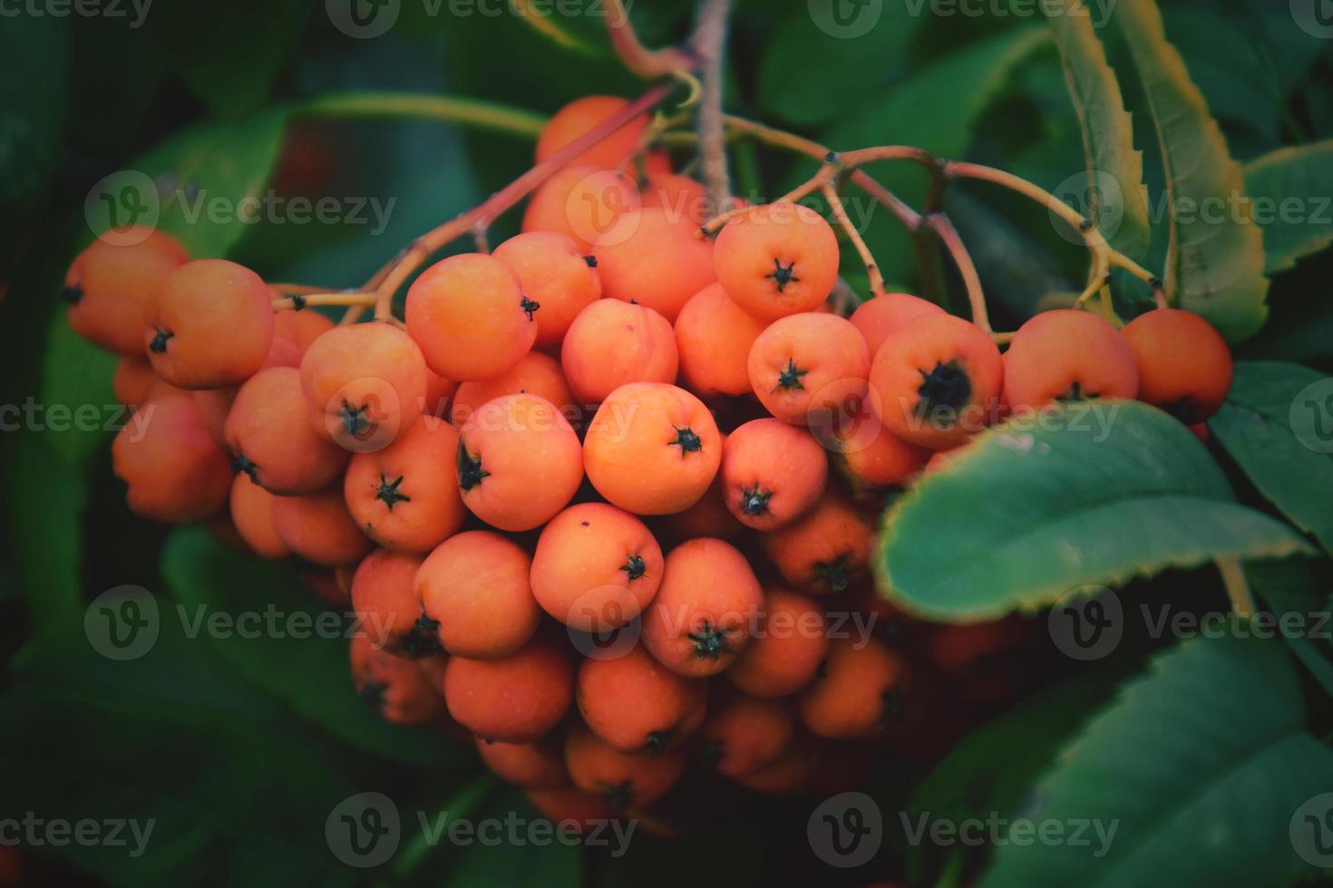 red rowan on the green branch of a tree in the warm rays of the summer sun photo