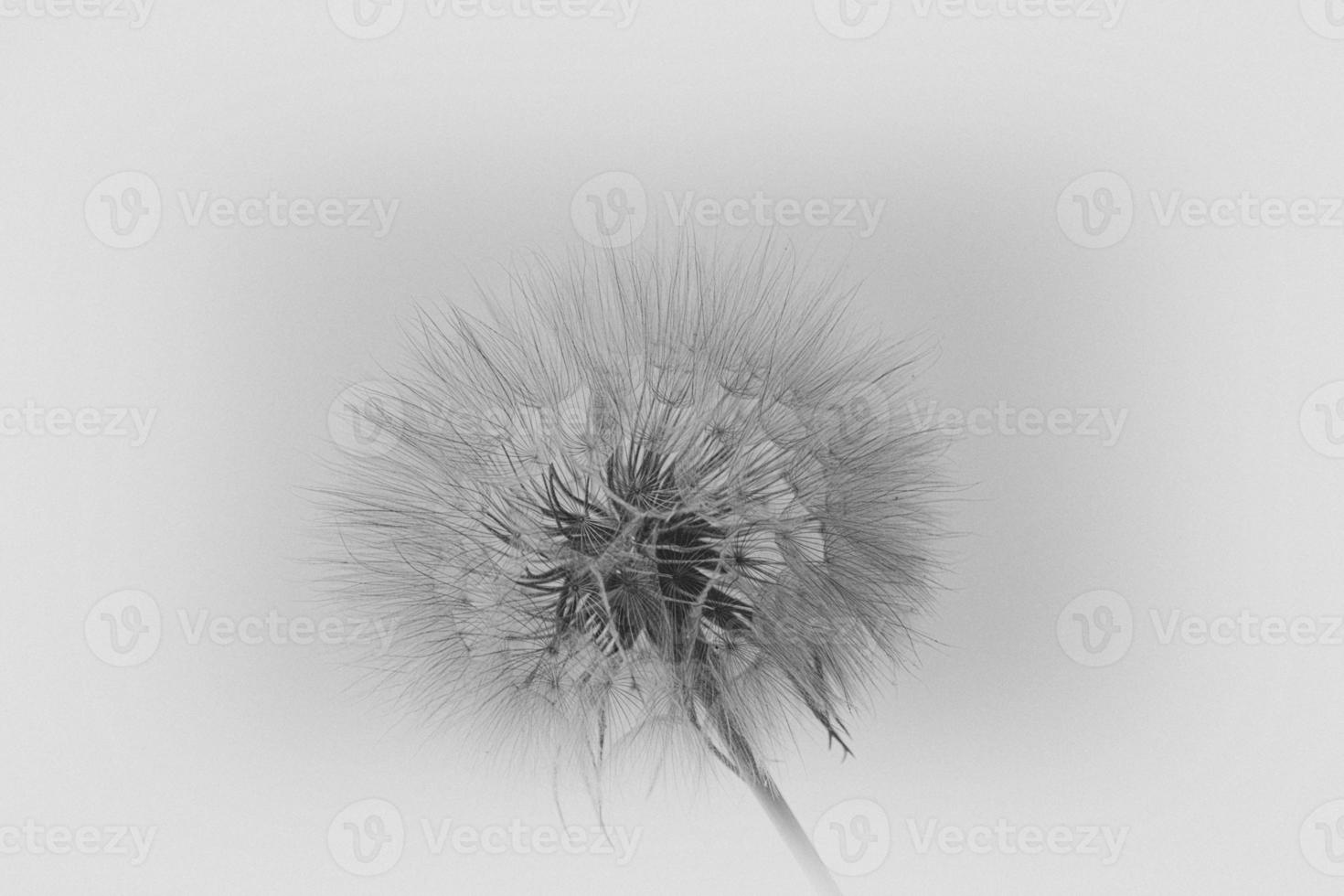 beautiful summer natural flower dandelion in close-up photo