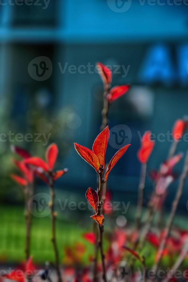 Red autumn leaves on a small tree photo