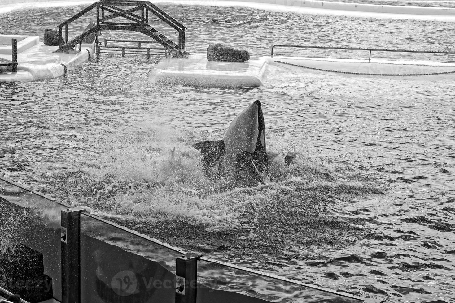 a show of black and white mammals in the zoo photo