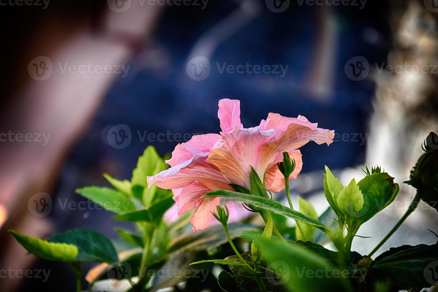 blooming hibiscus flower growing in the garden among green leaves in a natural habitat photo