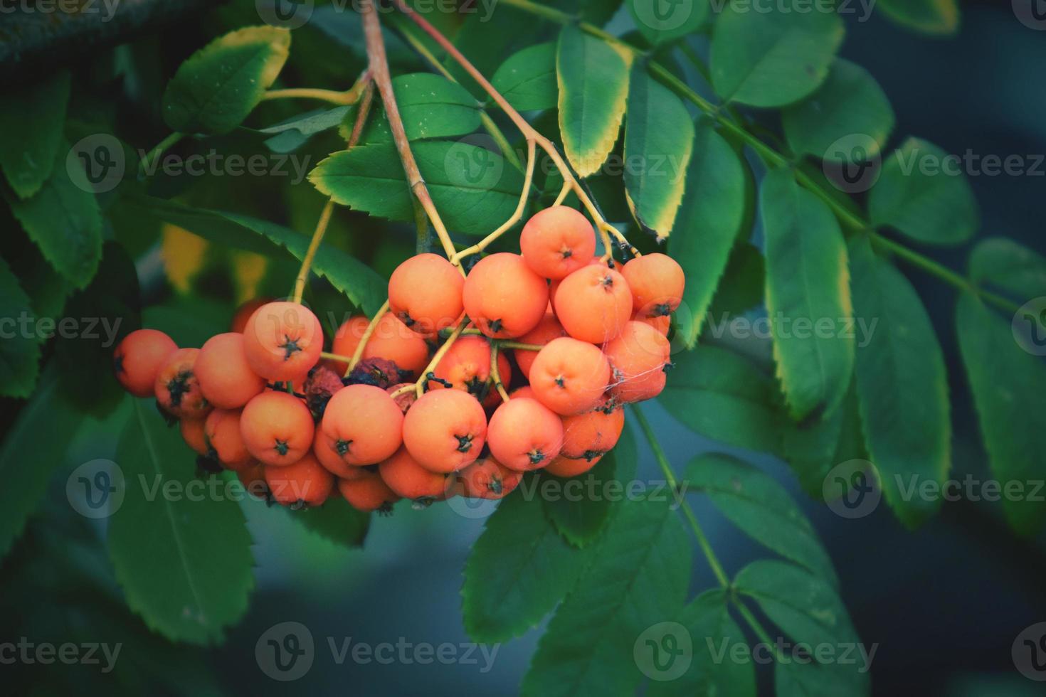 red rowan on the green branch of a tree in the warm rays of the summer sun photo
