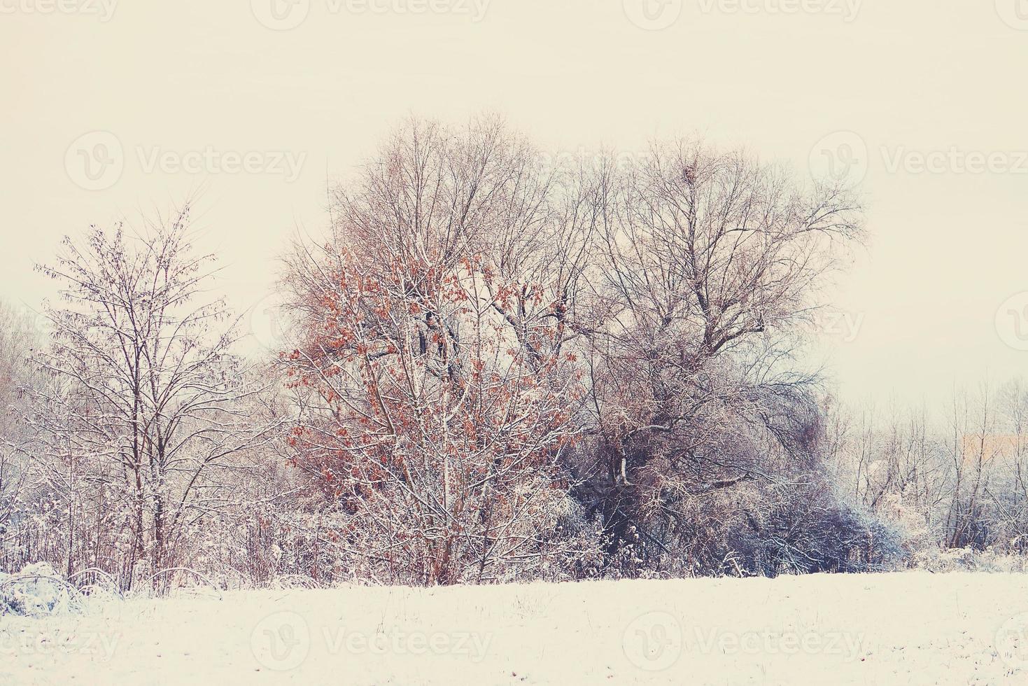 winter landscape with fresh snow and trees photo