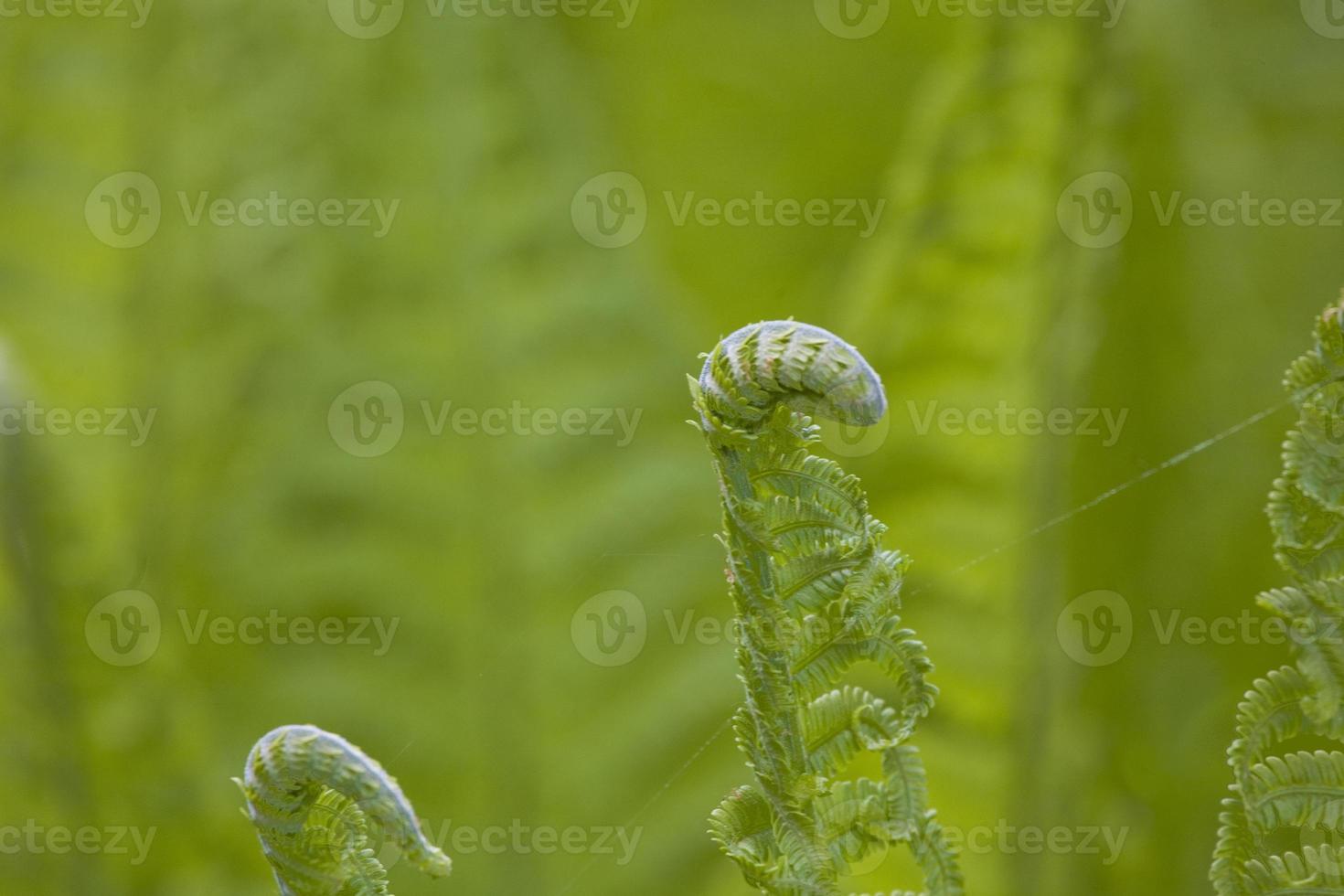 bright green background with young spring fern leaves photo