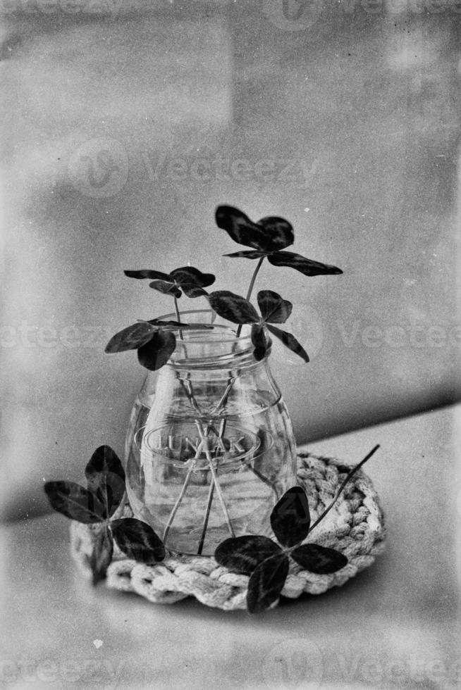 a bouquet of l field four-leaf clovers in a small vase on a light smooth background photo