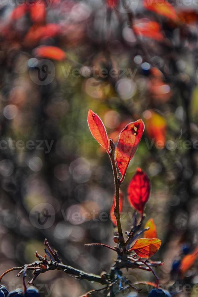 Red autumn leaves on a small tree photo