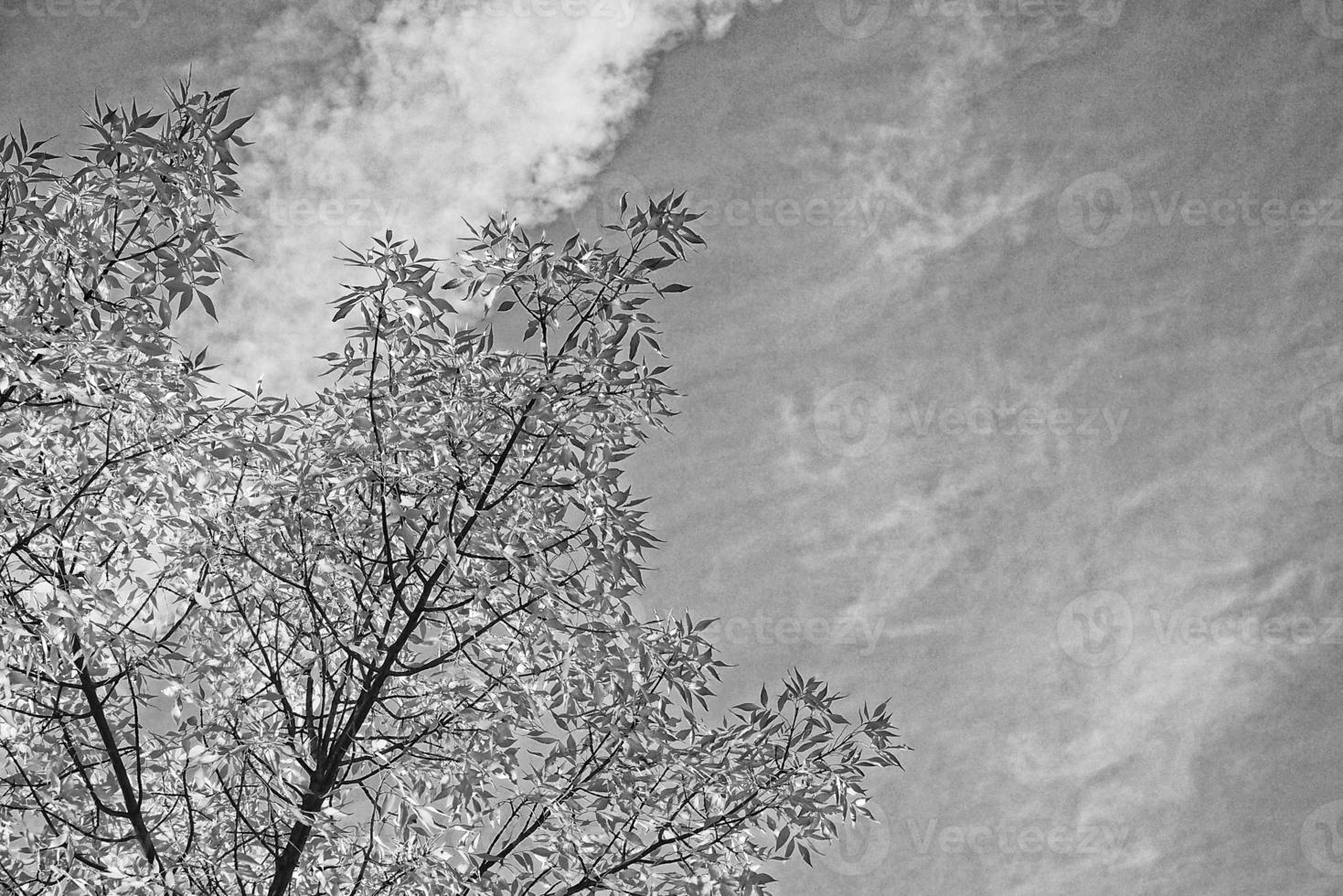 tree branches with golden leaves on a background of blue autumn sky photo