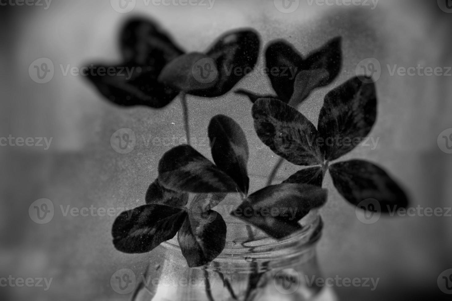 a bouquet of l field four-leaf clovers in a small vase on a light smooth background photo