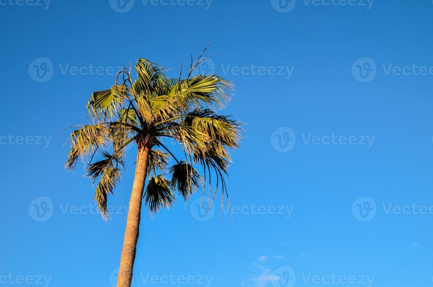 Background with a palm tree photo