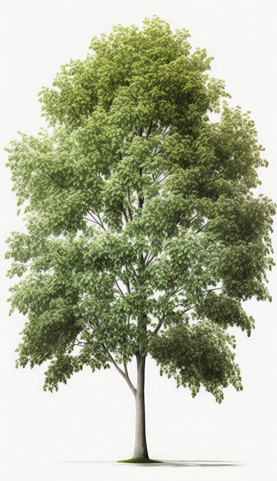 American beech trees, 3d rendering, for illustration, digital composition, architecture visualization, Generate Ai photo