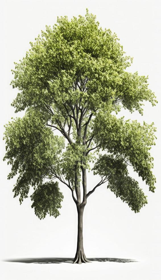 American beech trees, 3d rendering, for illustration, digital composition, architecture visualization, Generate Ai photo