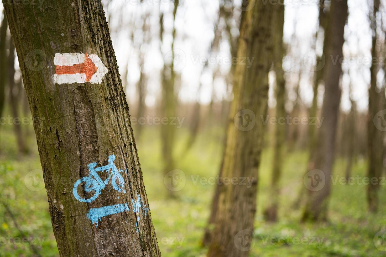 Trail and bicycle marker on tree at spring forest. photo