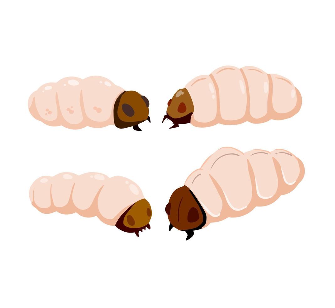 Edible caterpillar. White insect larva. Source of animal protein. Flat cartoon illustration isolated on white vector