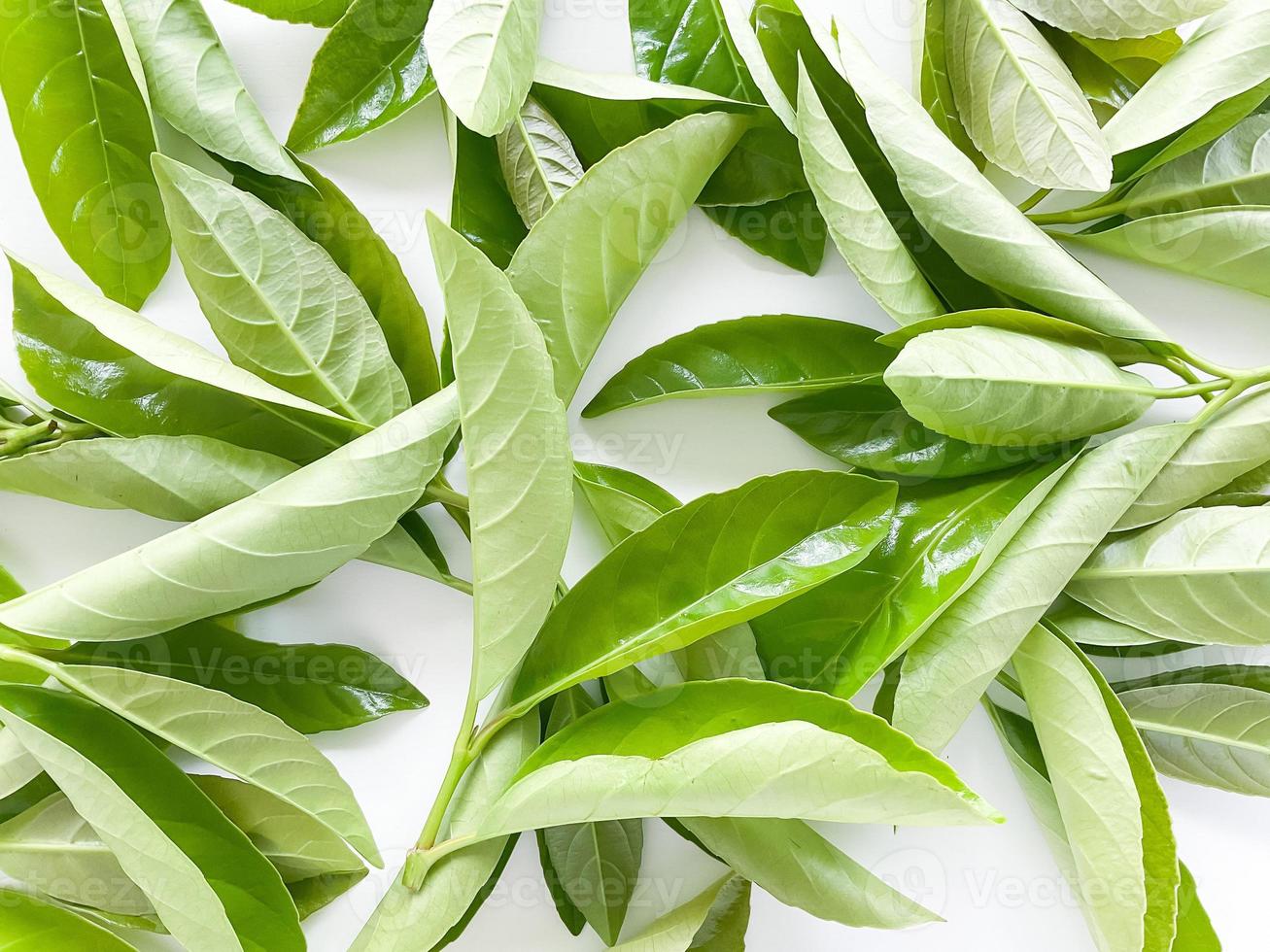 Green leaves are scattered on a white background. Summer concept. photo