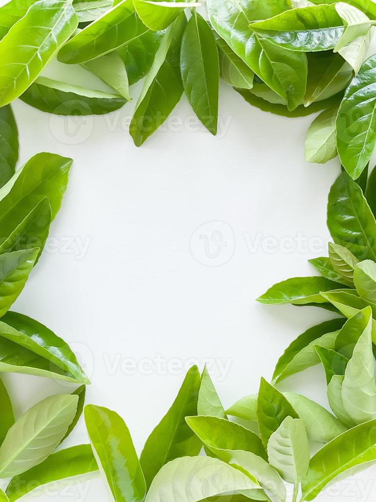 marco de verde hojas en un blanco antecedentes. ver desde arriba. foto