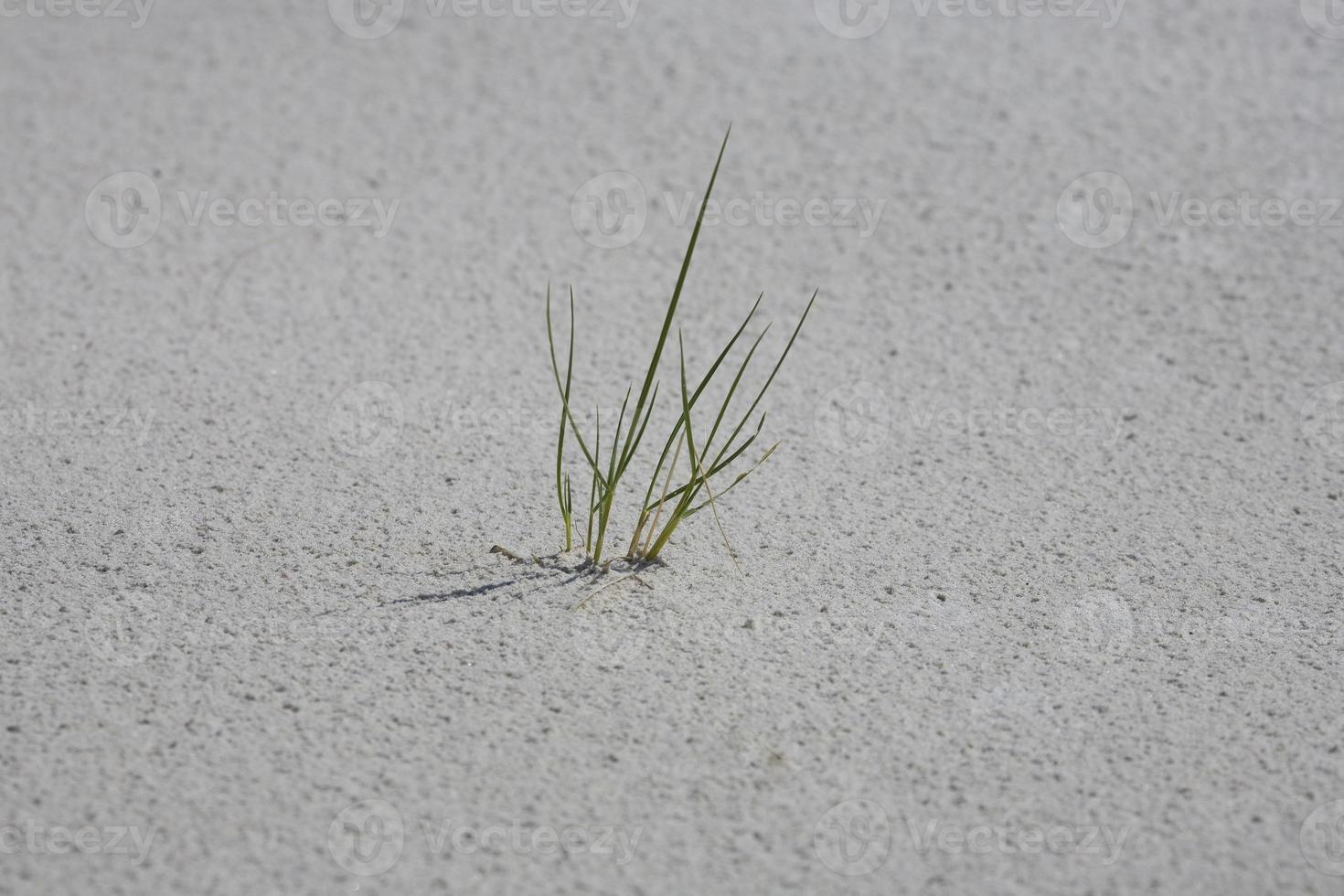 dune green plant photo