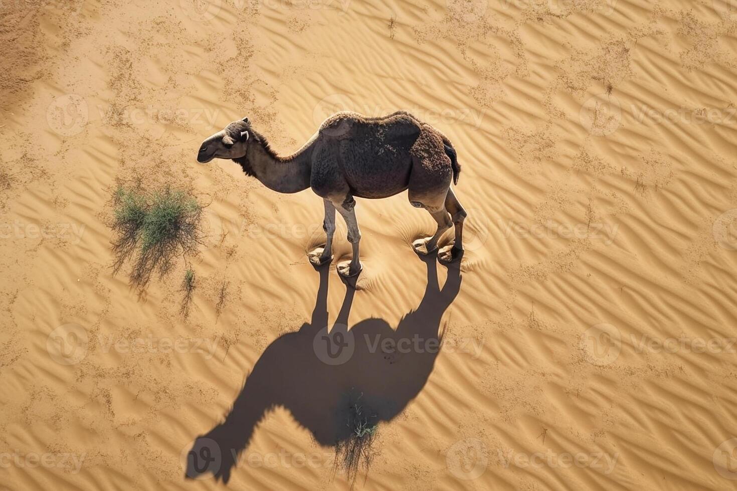 A camel casts its shadow on the sand in the desert. View from the top. photo