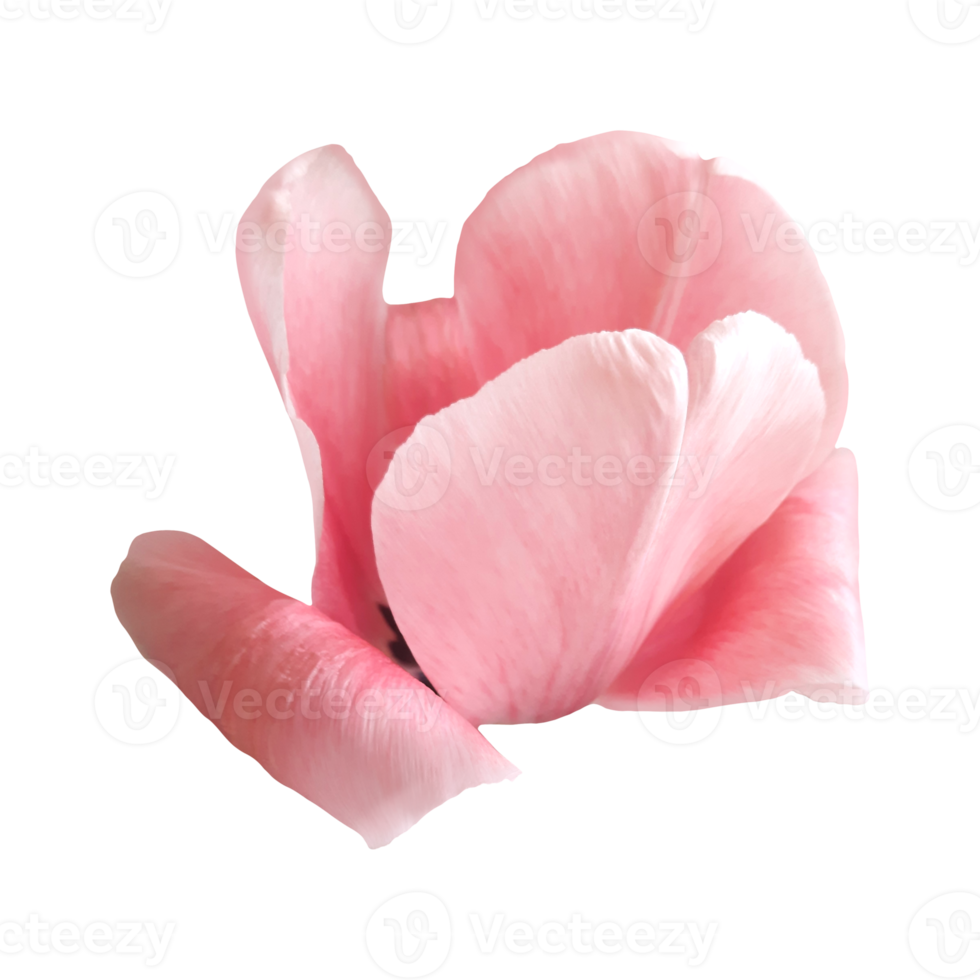 pink tulip flower png