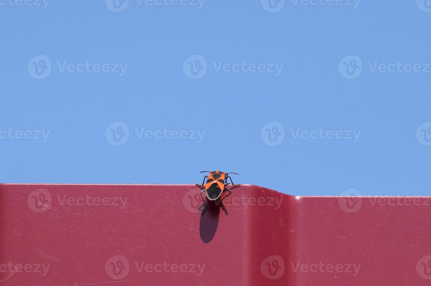 Little red bug climbs through a red fence photo