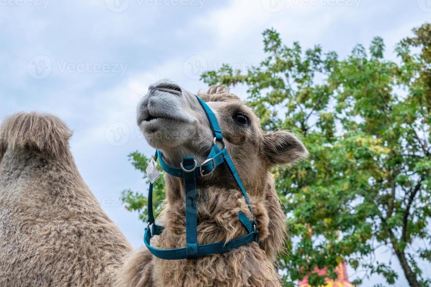 A two humped camel in the city park. Camel walking in the park photo