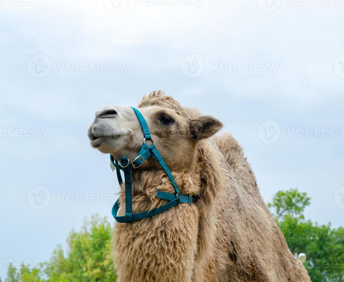 A two humped camel in the city park. Camel walking in the park photo