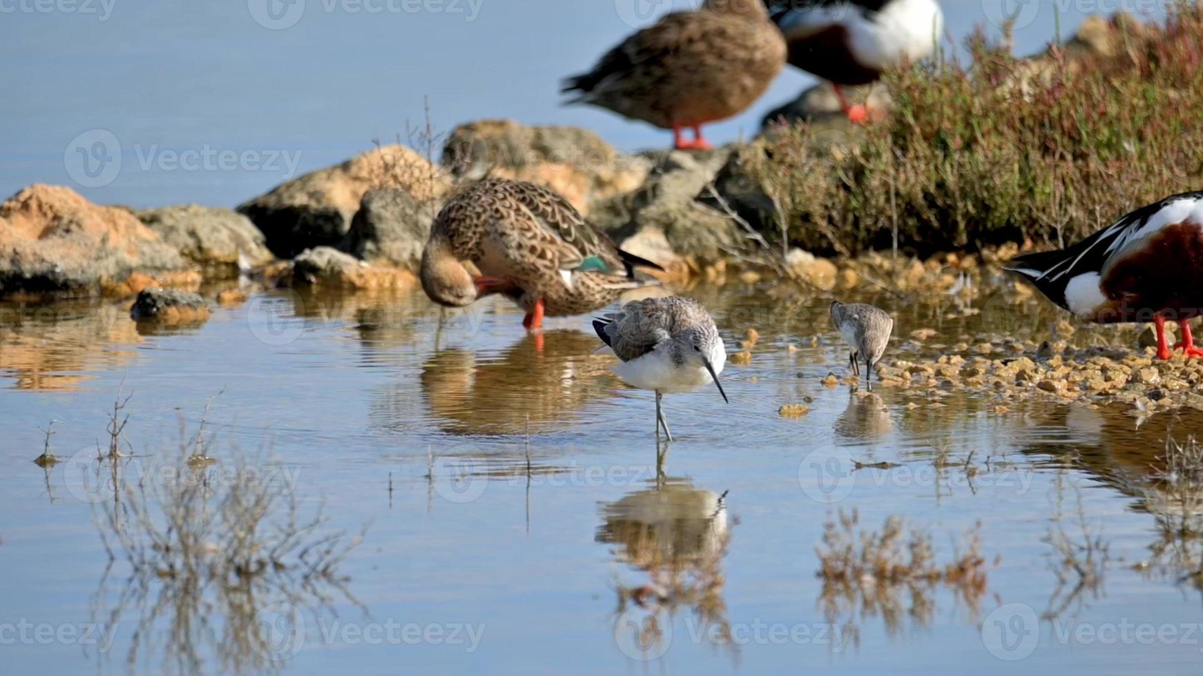 Tringa Nebularia wading through a shallow body of water, foraging for food photo