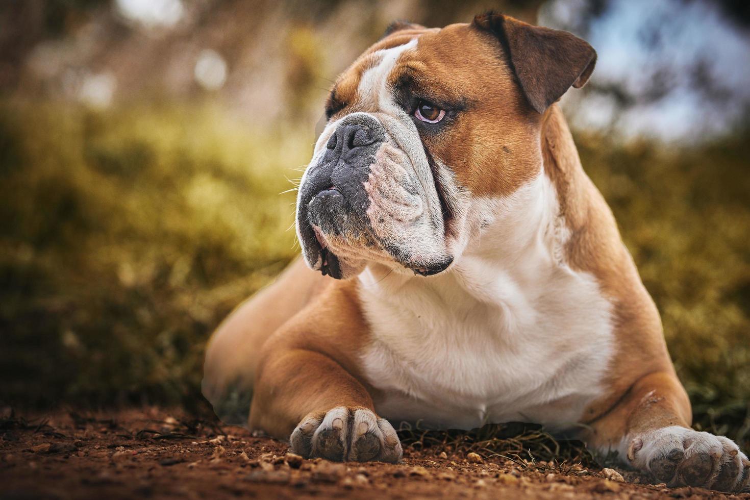 el buldog es un británico raza de perro de mastín tipo eso mayo además ser conocido como el Inglés buldog o británico buldog eso es un medio tamaño muscular perro de alrededor foto