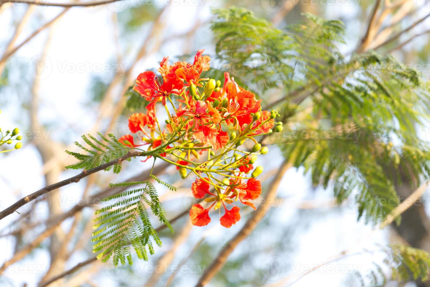 close up Flam-boyant, The Flame Tree, Royal Poinciana flower with sky background photo