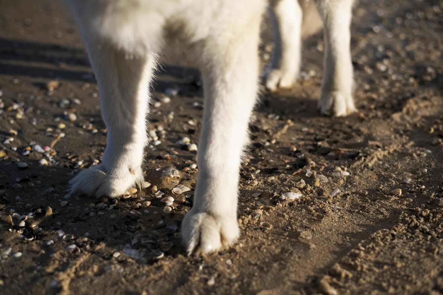 un perro soportes en un playa con un lote de conchas en él. perros patas foto