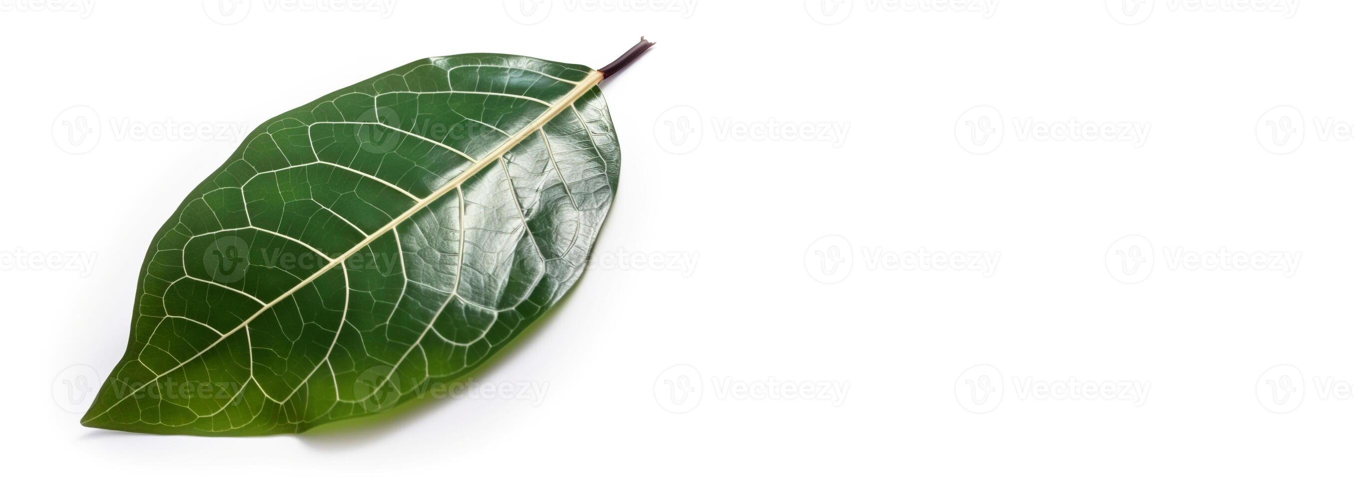 Green textural leaf from a tree close-up, isolate. . photo