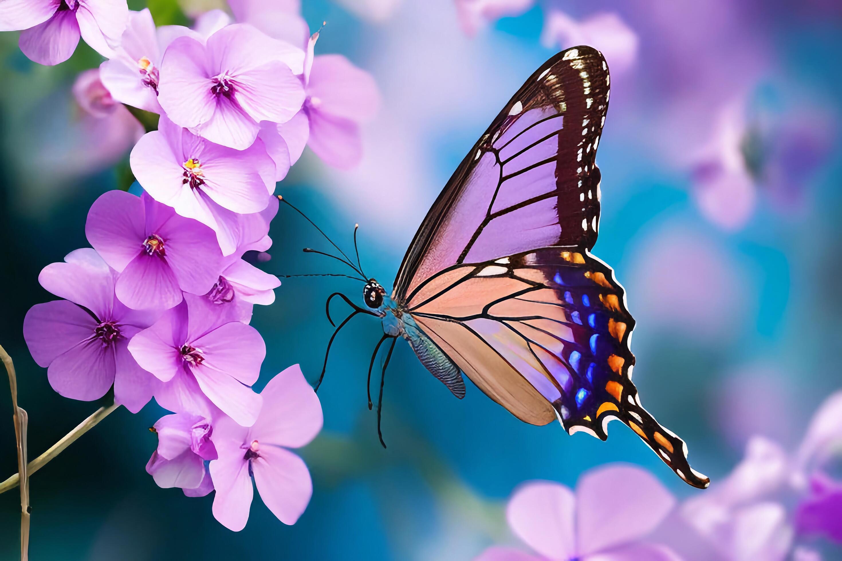 The butterfly is collecting nectar from the violet flowers with